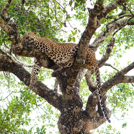 Отель Yala Wild Hut - Yala Тиссамахарама Экстерьер фото