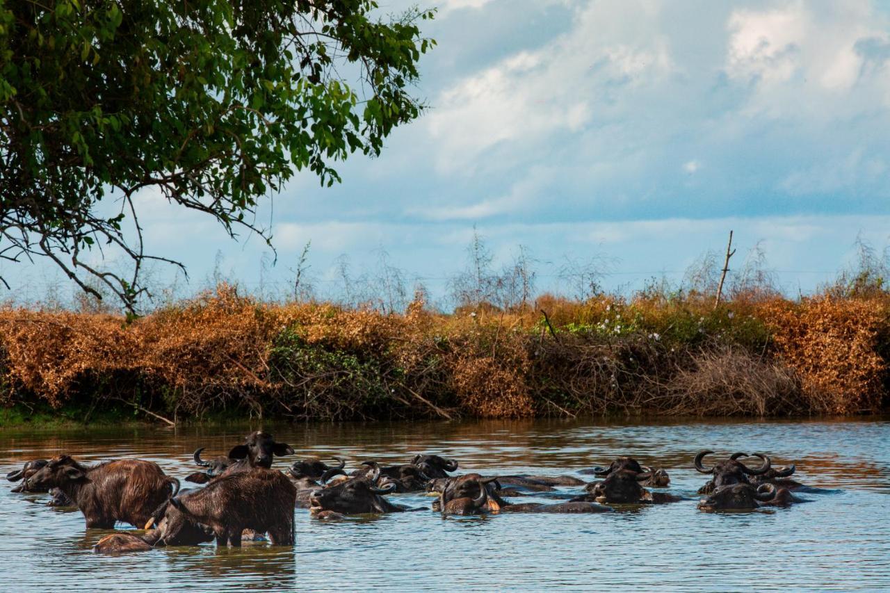 Отель Yala Wild Hut - Yala Тиссамахарама Экстерьер фото