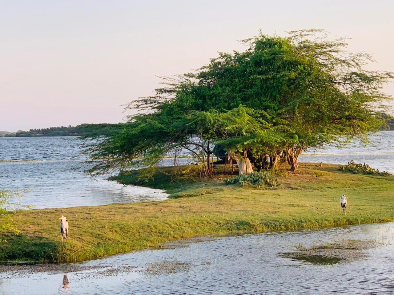 Отель Yala Wild Hut - Yala Тиссамахарама Экстерьер фото
