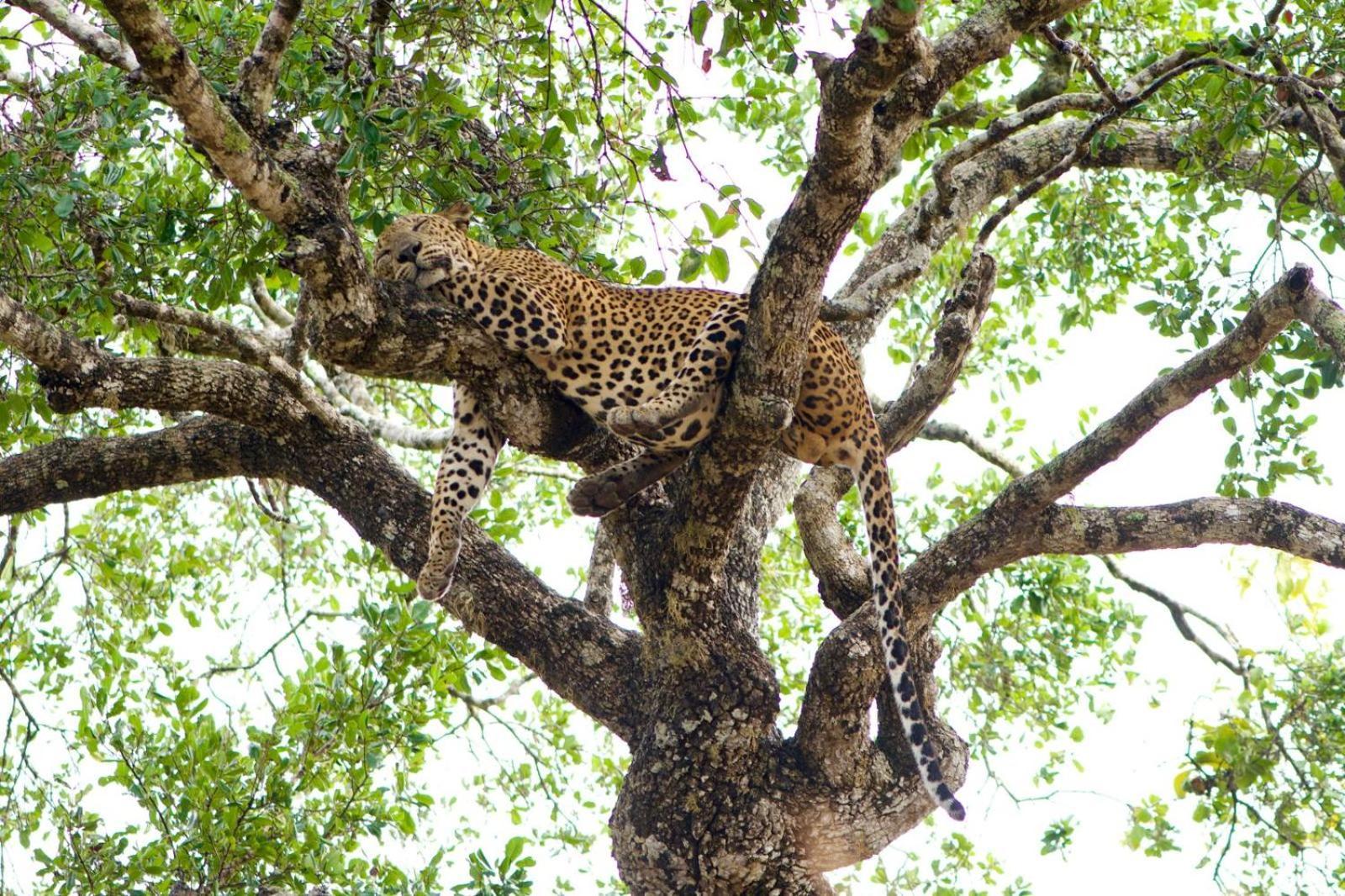 Отель Yala Wild Hut - Yala Тиссамахарама Экстерьер фото